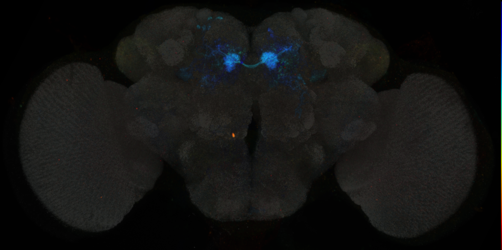 JRC_MB312B in the Adult Brain
