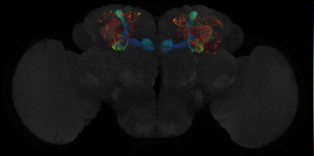 JRC_MB461B in the Adult Brain