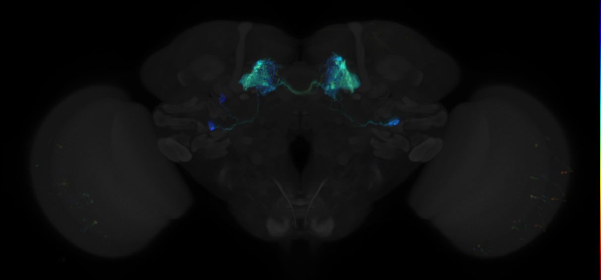 JRC_MB110C in the Adult Brain