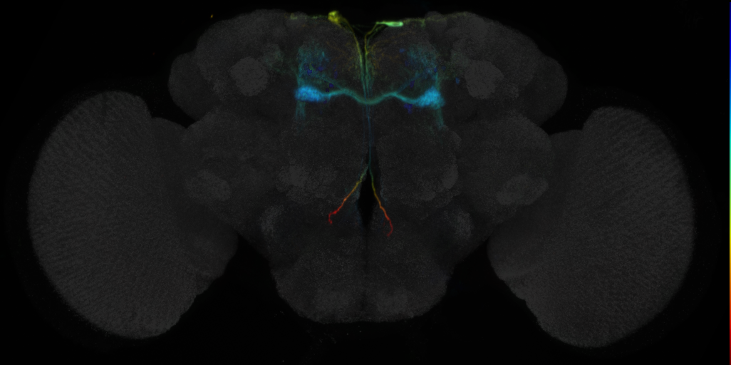 JRC_MB025B in the Adult Brain