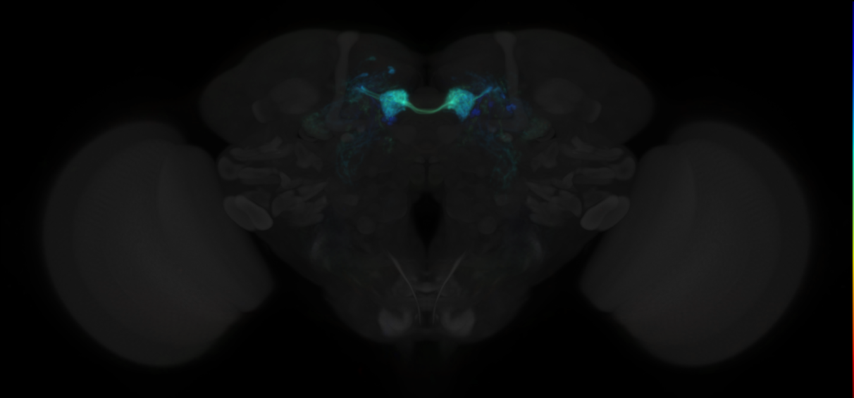 JRC_MB312C in the Adult Brain