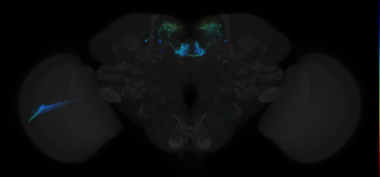 JRC_MB313C in the Adult Brain