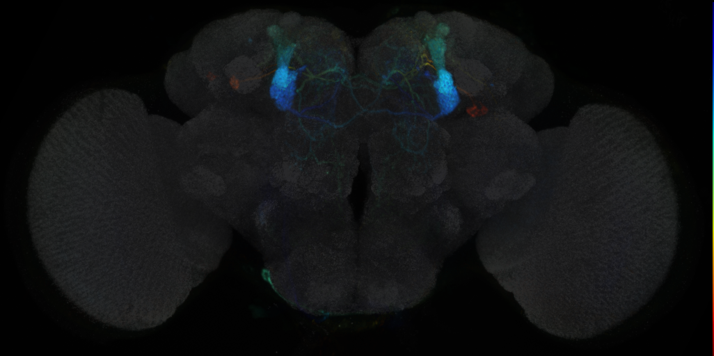 JRC_MB099C in the Adult Brain