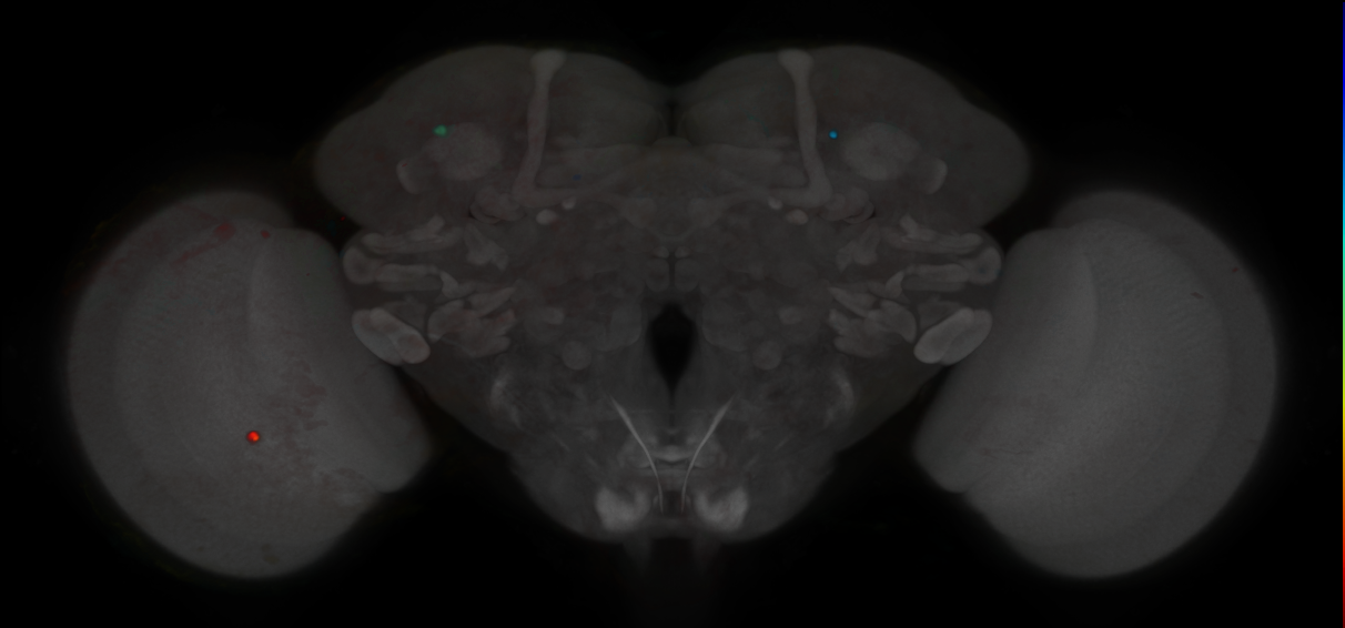 P{DAT-B-GAL4.DBD} ∩ P{R61H03-p65.AD} expression pattern
