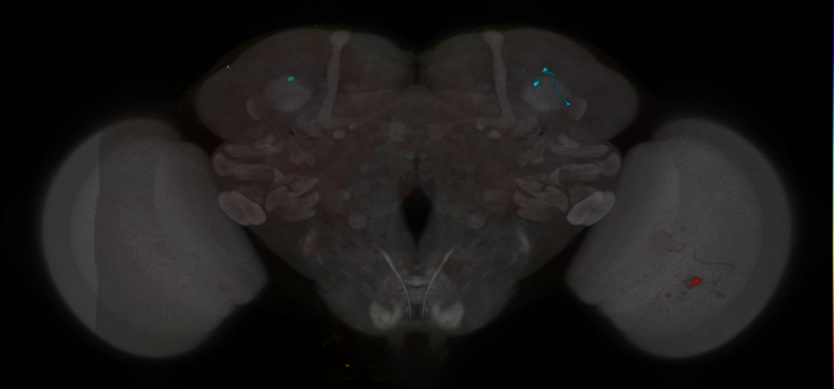 P{DAT-B-GAL4.DBD} ∩ P{R61H03-p65.AD} expression pattern