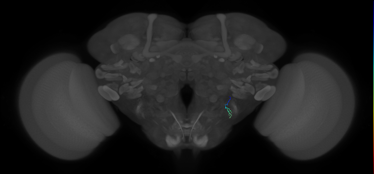 JO-B-41 (type-4) (FAFB:3188032)