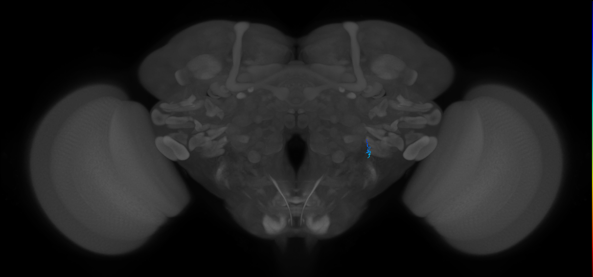 JO-B-14 (type-2) (FAFB:3403100)