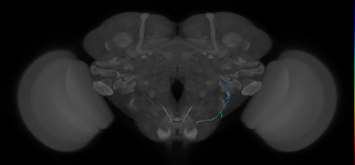 JO-A-28 (type-2) (FAFB:3447303)