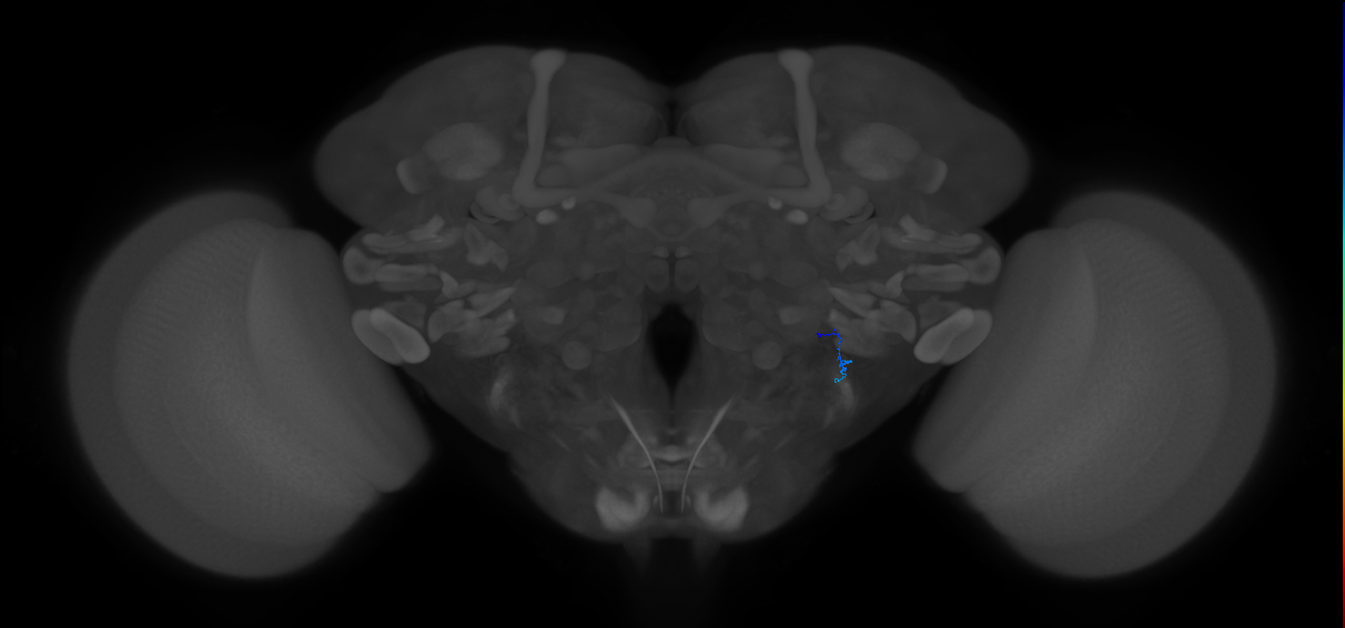 JO-A-9 (type-1) (FAFB:3458430)