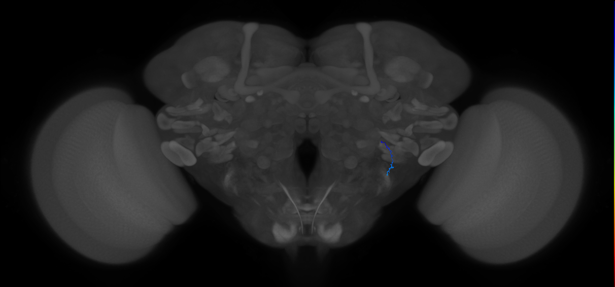 JO-A-4 (type-1) (FAFB:3459185)