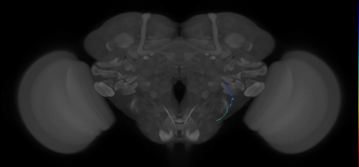 JO-A-35 (type-2) (FAFB:3487462)