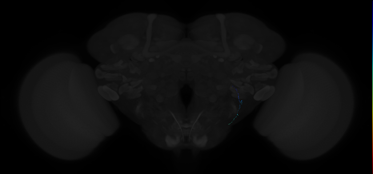 zone A Johnston organ neuron type 2