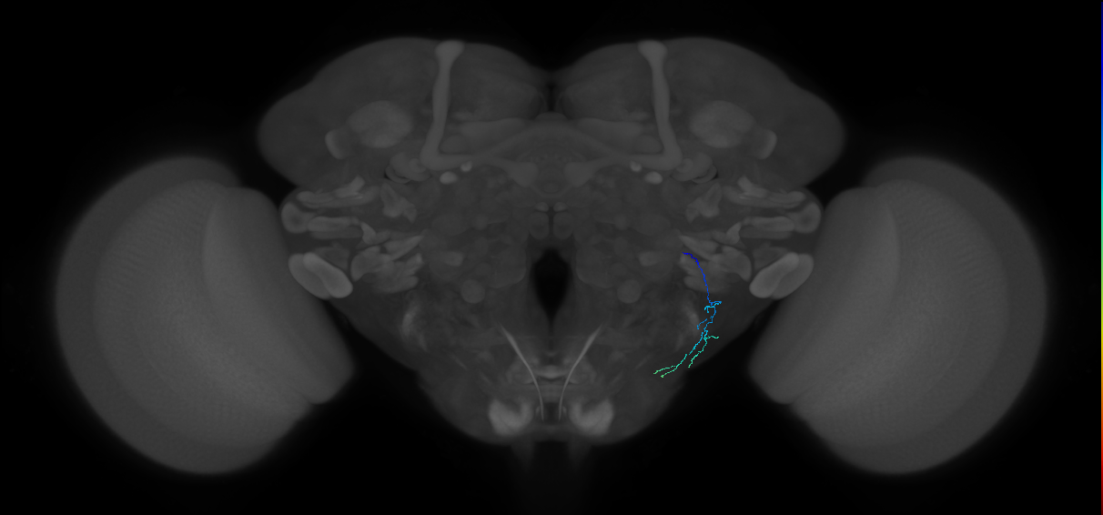 JO-A-38 (type-2) (FAFB:3491533)