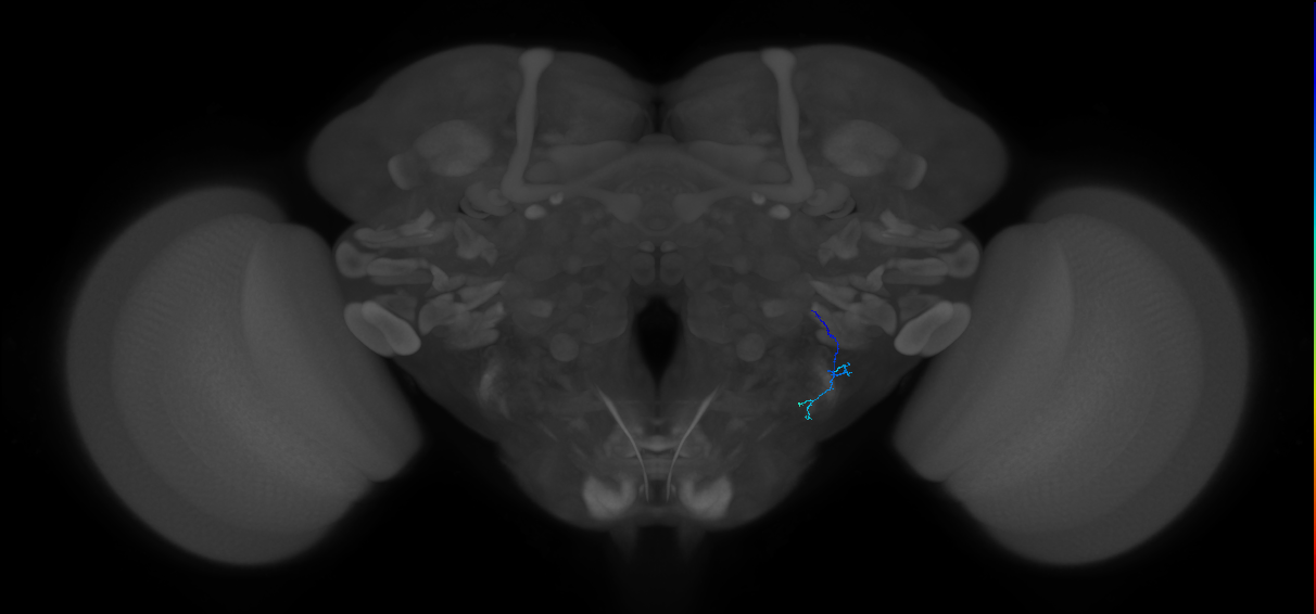 JO-A-40 (type-2) (FAFB:3517017)