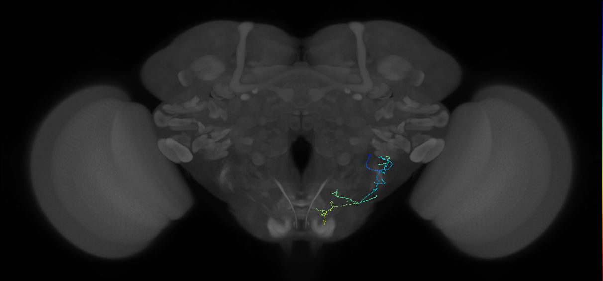 JO-A-42 (type-2) (FAFB:3555162)