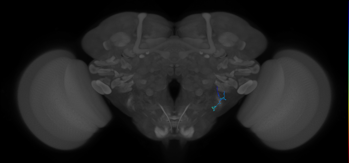 JO-A-43 (type-2) (FAFB:3571801)