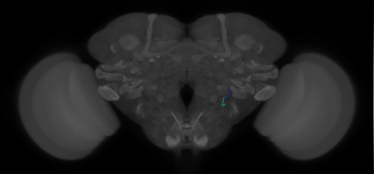 JO-B-42 (type-4) (FAFB:3639511)