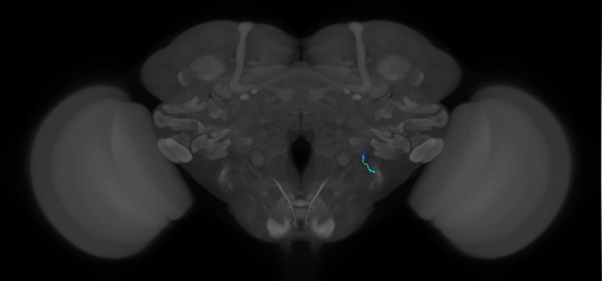 JO-B-21 (type-2) (FAFB:3642969)