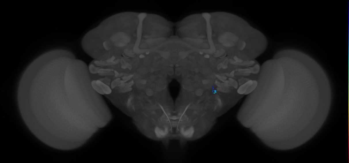 JO-B-19 (type-2) (FAFB:3652095)