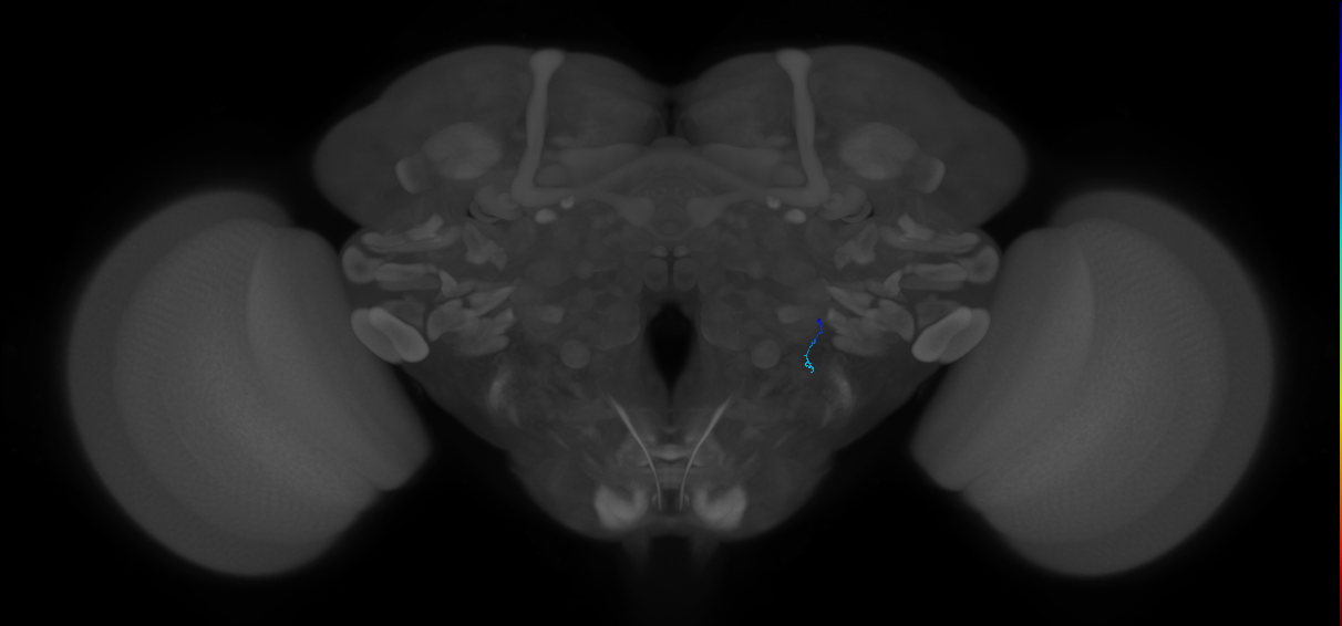 JO-B-43 (type-4) (FAFB:3653474)