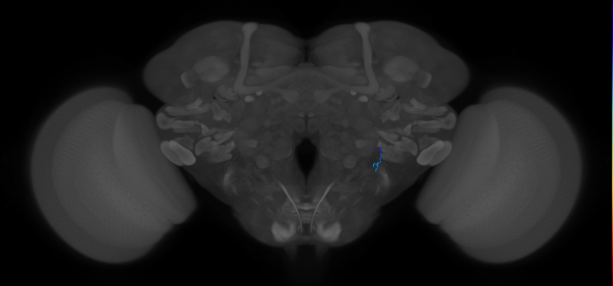 JO-B-45 (type-4) (FAFB:3743875)