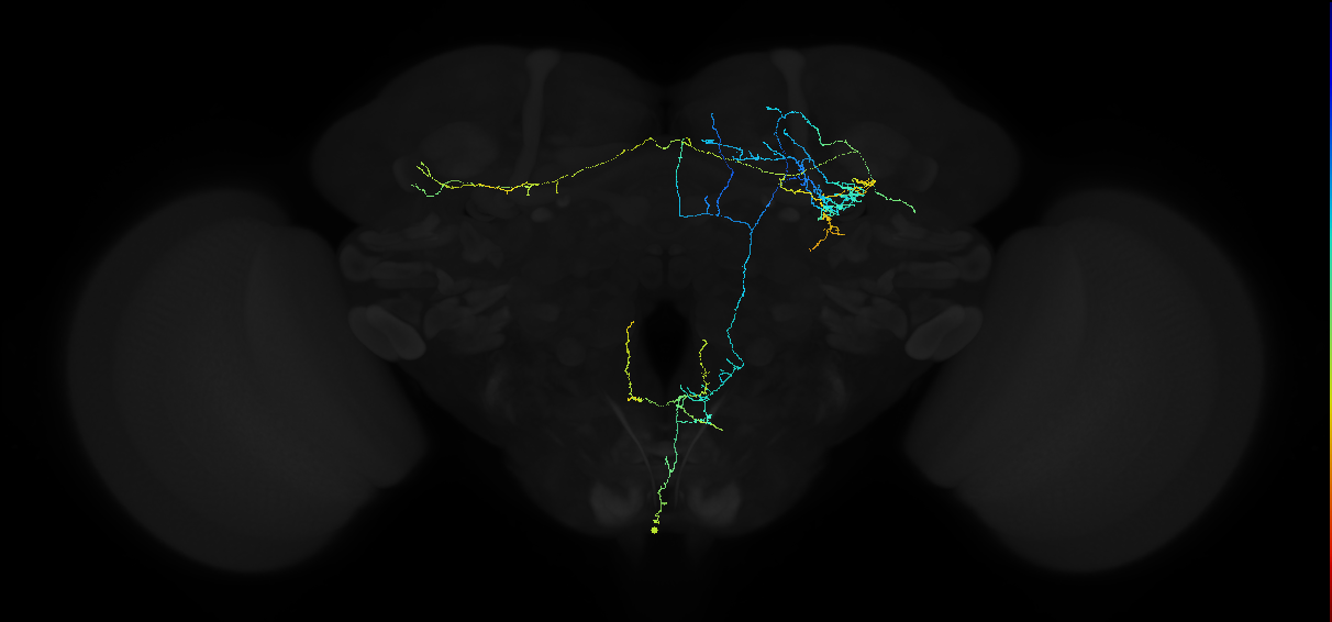 octopaminergic VPM4 neuron