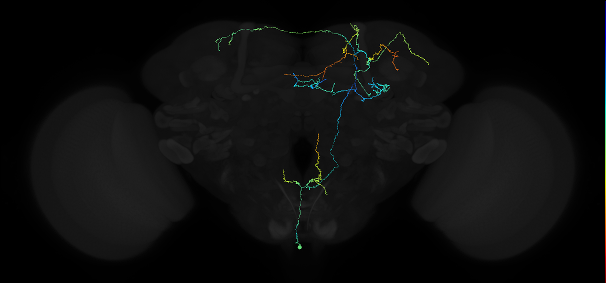 octopaminergic VPM neuron