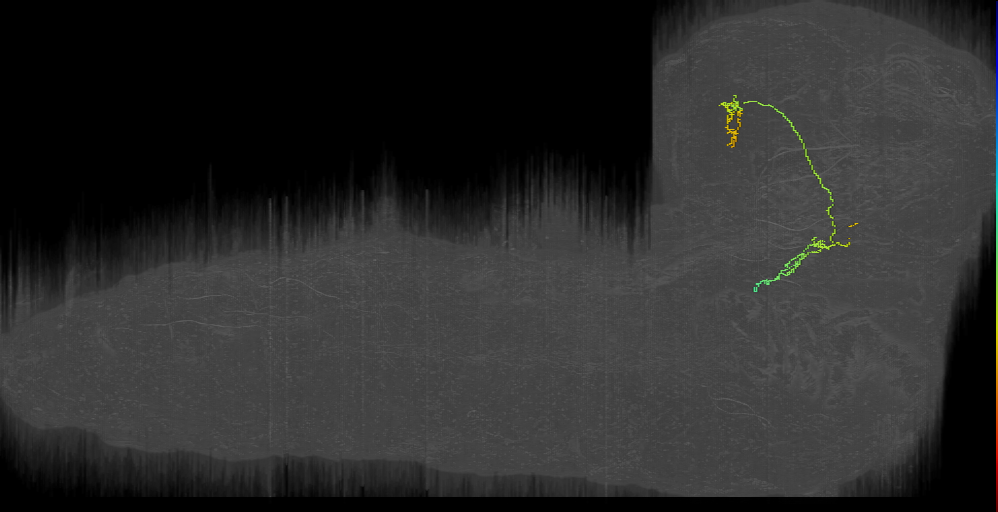 Gustatory PN 4 (L1EM:11067379)