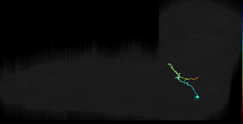 larval dopaminergic SM1 neuron