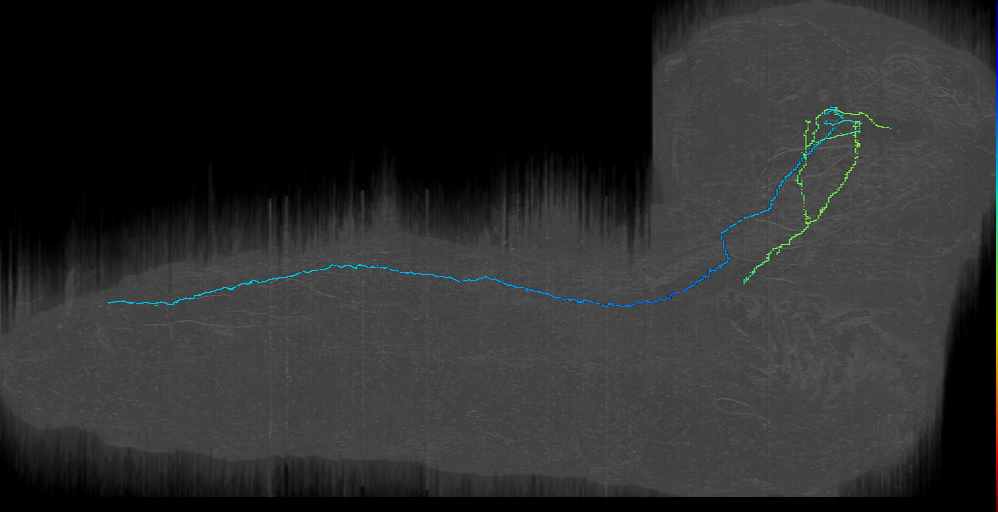 DPMm1 Brain descending into VNC 2 left (L1EM:10728318)