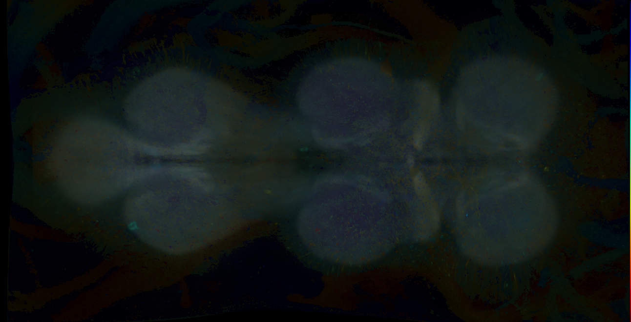 P{GMR10A03-GAL4} expression pattern