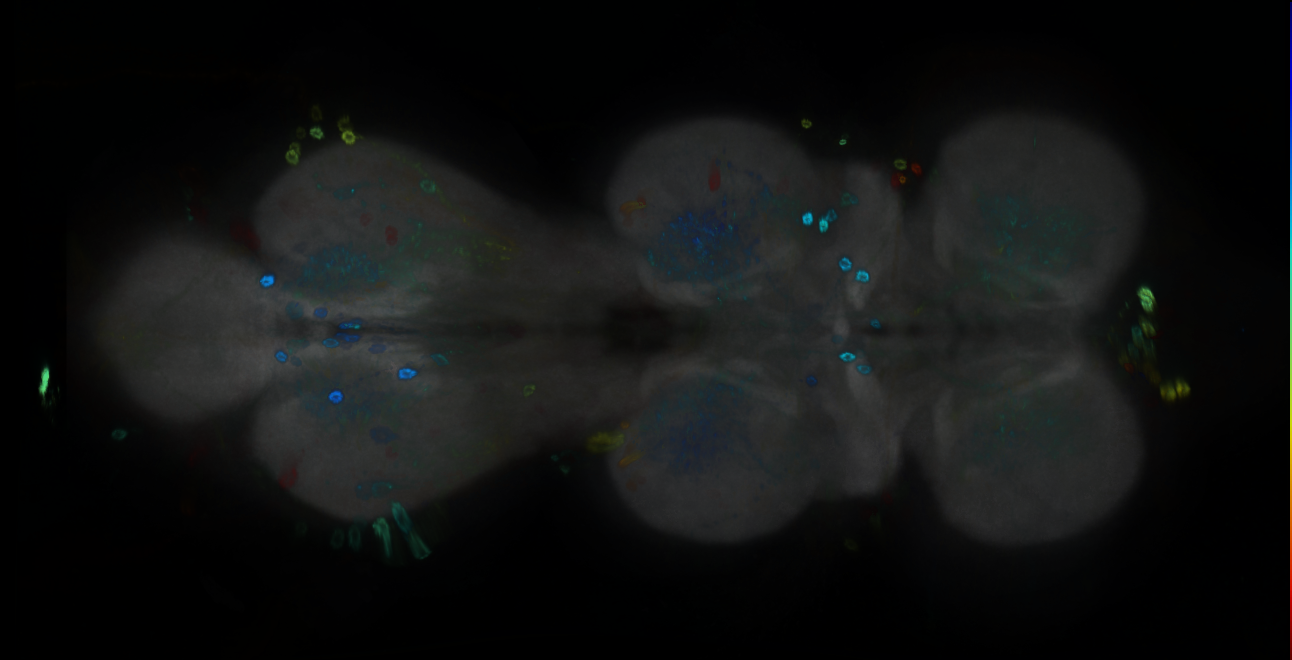 P{GMR10B02-GAL4} expression pattern