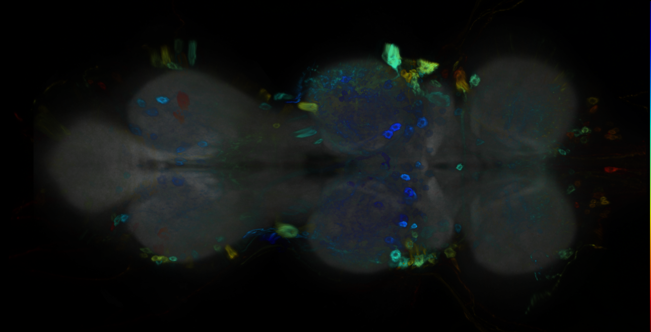 P{GMR10B03-GAL4} expression pattern
