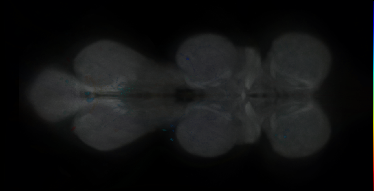 P{GMR10B05-GAL4} expression pattern