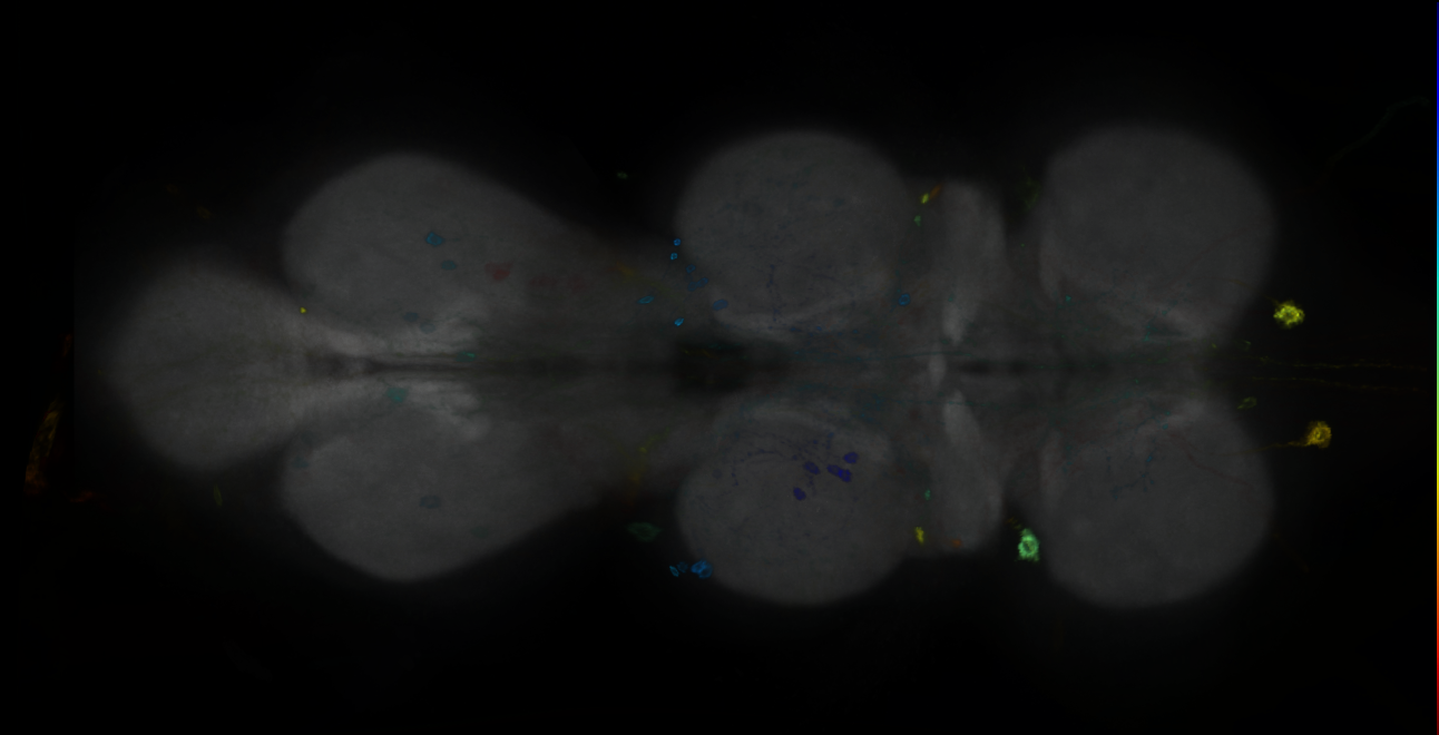 P{GMR10B07-GAL4} expression pattern