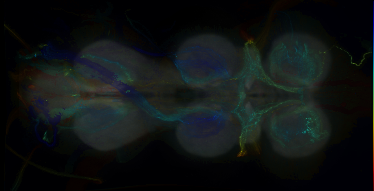 P{GMR10B10-GAL4} expression pattern