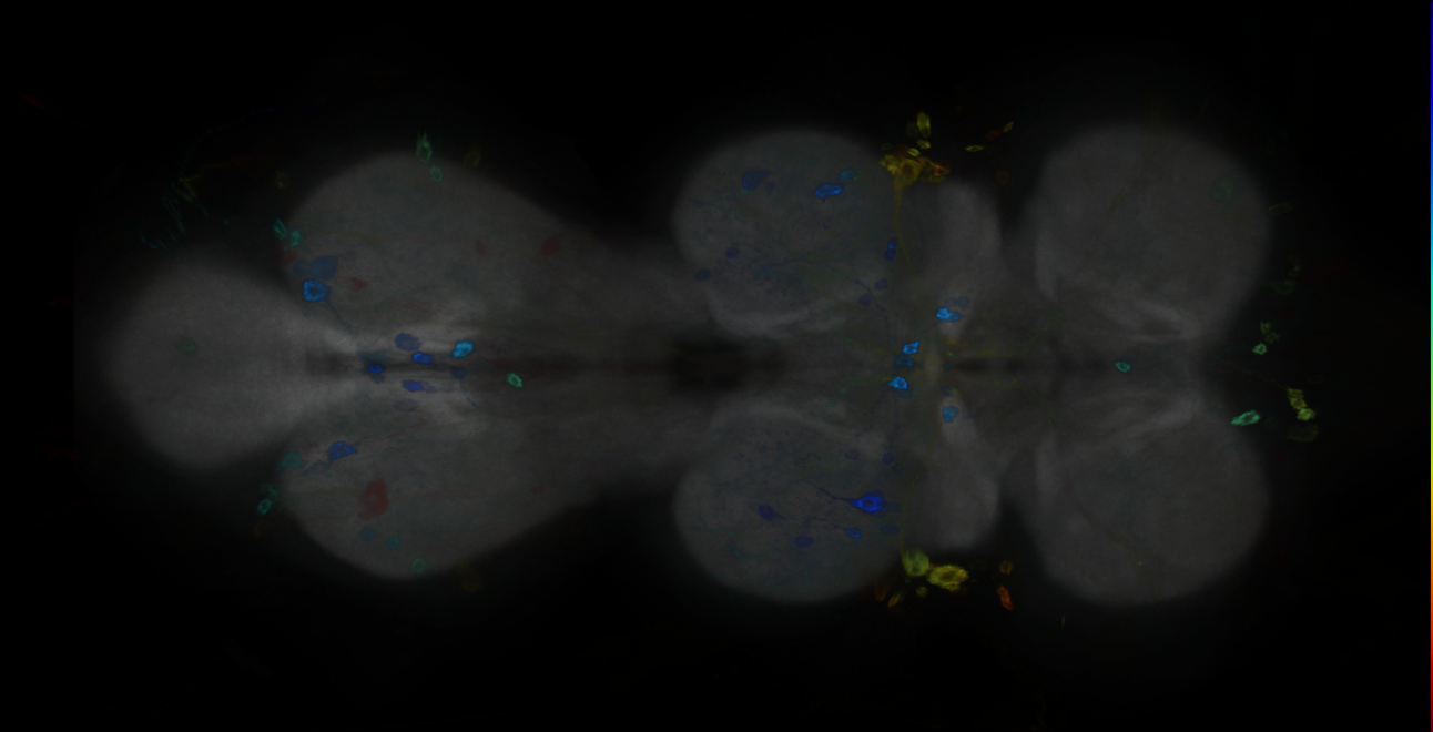P{GMR10B11-GAL4} expression pattern