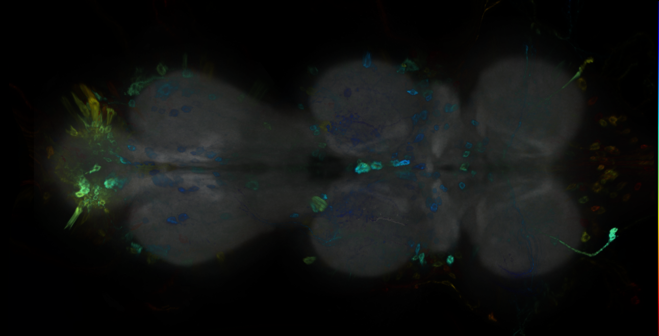 P{GMR10C02-GAL4} expression pattern