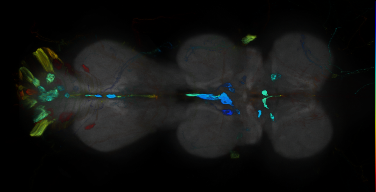 P{GMR10C05-GAL4} expression pattern