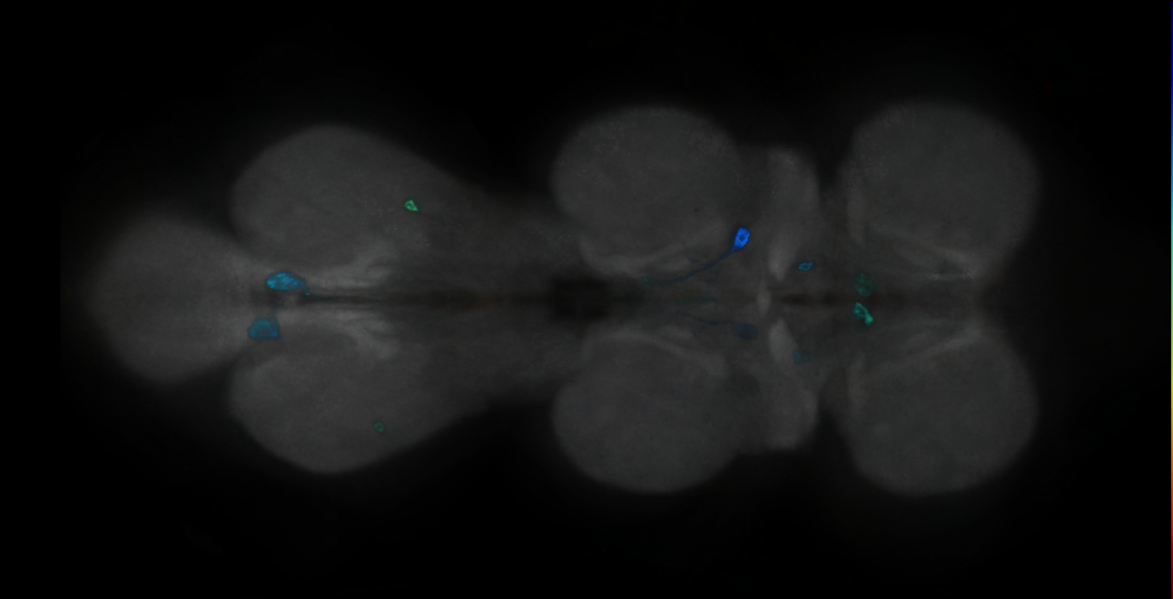 P{GMR10C06-GAL4} expression pattern