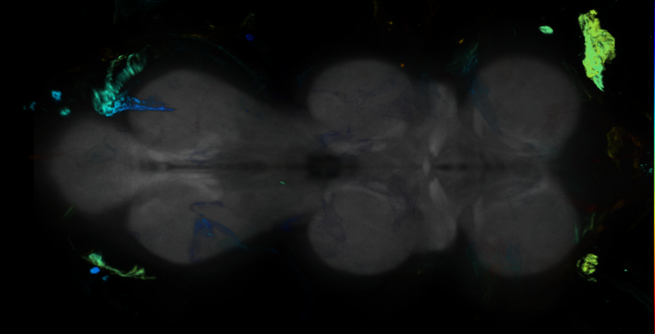 P{GMR10C10-GAL4} expression pattern