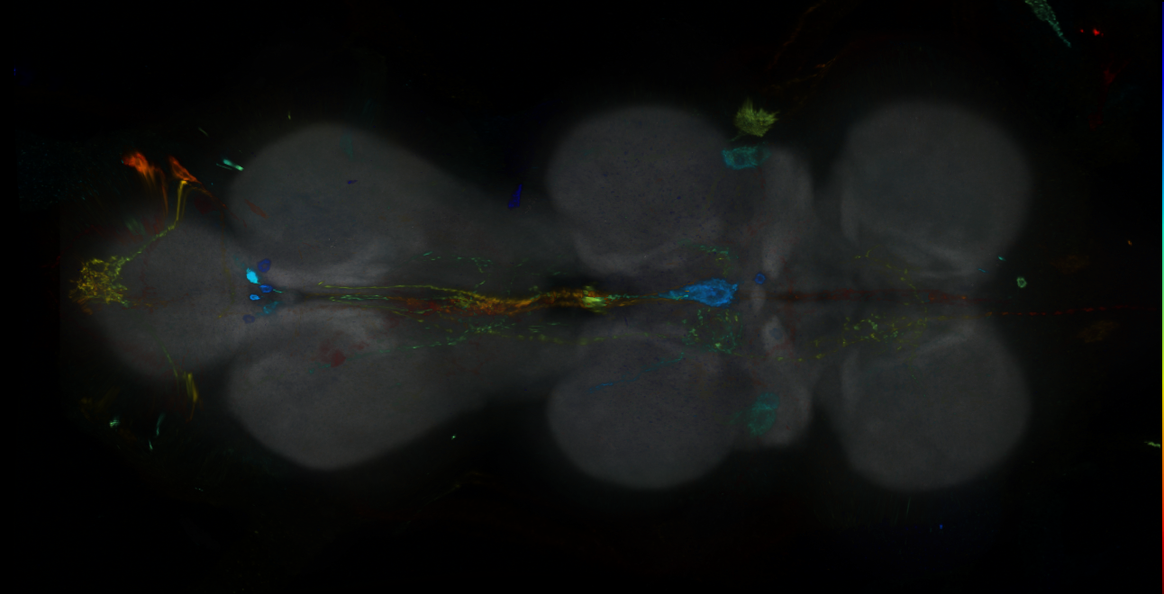 P{GMR10C12-GAL4} expression pattern