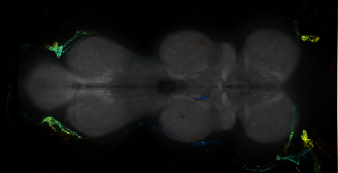 P{GMR10D02-GAL4} expression pattern
