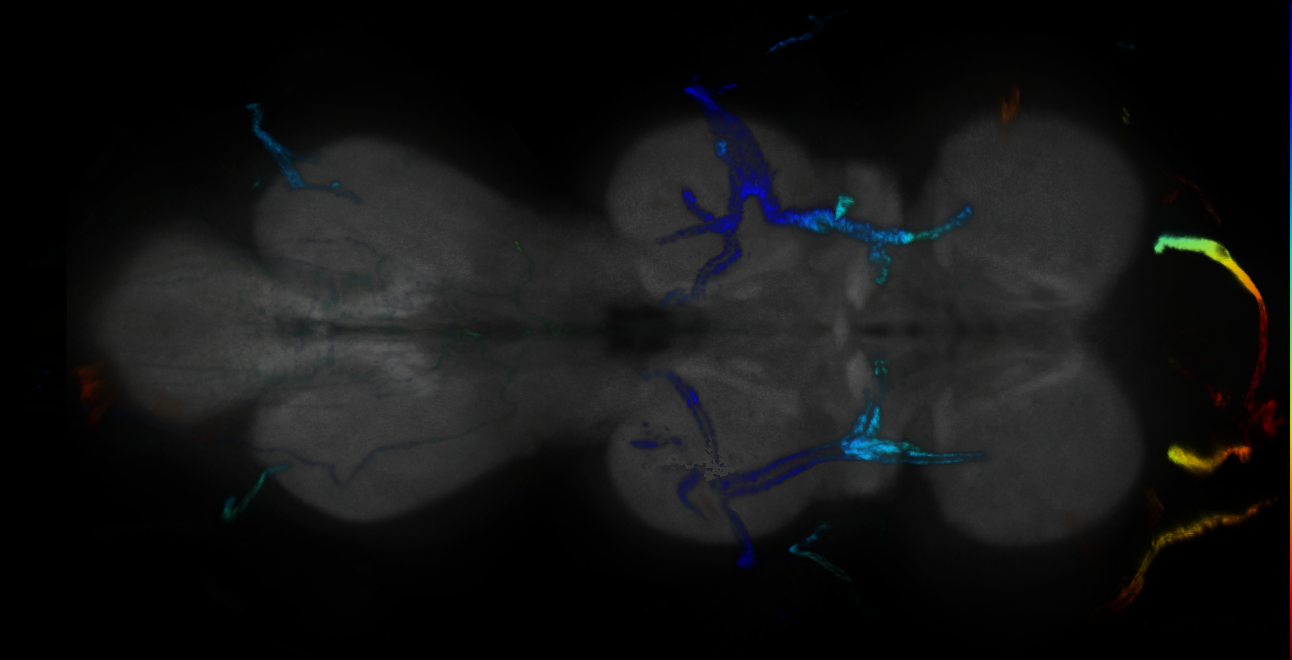 P{GMR10D05-GAL4} expression pattern