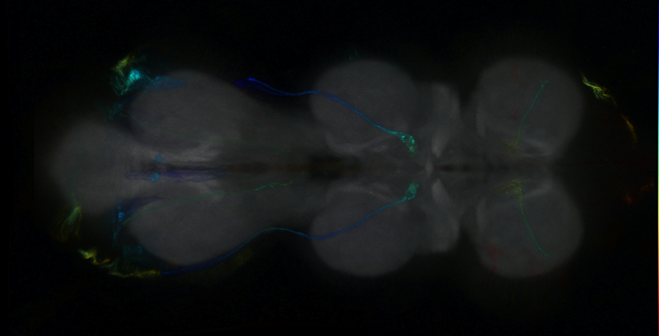 P{GMR10D06-GAL4} expression pattern