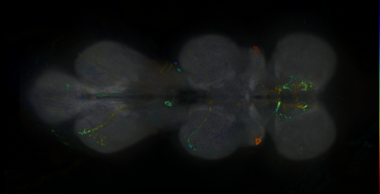 P{GMR10D10-GAL4} expression pattern