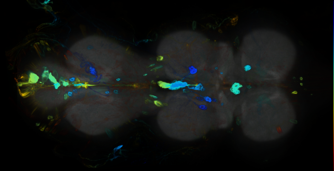 P{GMR10E03-GAL4} expression pattern