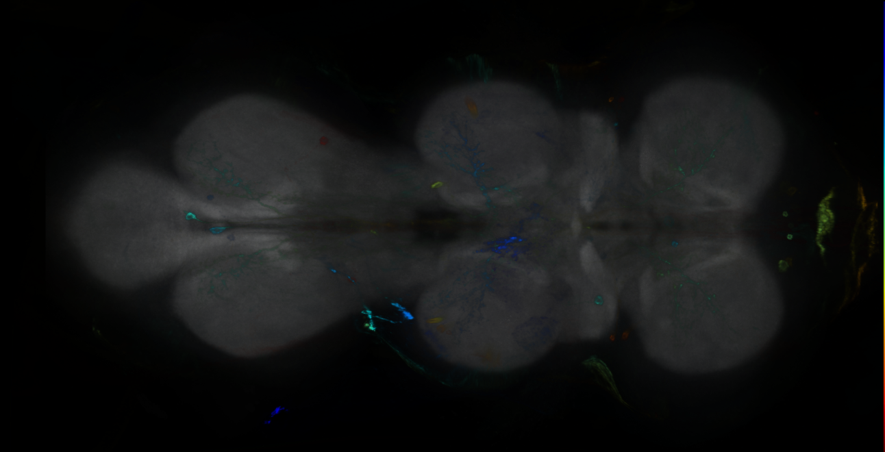 P{GMR10E05-GAL4} expression pattern