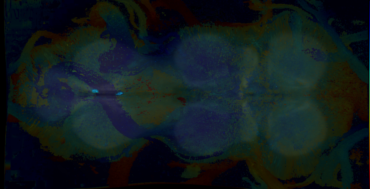 P{GMR10F12-GAL4} expression pattern