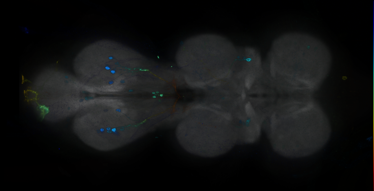P{GMR10G01-GAL4} expression pattern